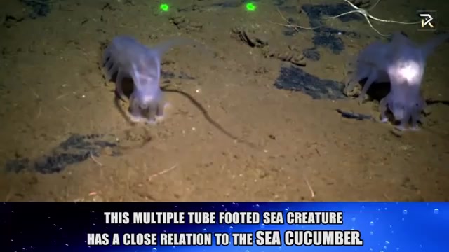 10 Creepy Sea Creatures You Didn't Know Existed