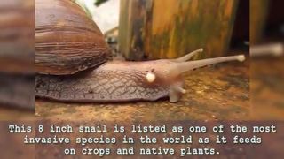 Amazing Creatures That Are Nearly Indestructible