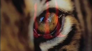 Tiger Duel Meet 4/14/15 Part 1
