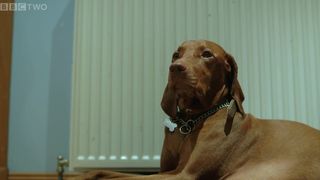 Can dogs tell the time? - Inside the Animal Mind
