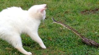 When Rattlesnake Attacks Cat..It Paid Heavy Price