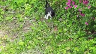 When Rattlesnake Attacks Cat..It Paid Heavy Price