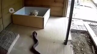 When Rattlesnake Attacks Cat..It Paid Heavy Price