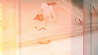 When Rattlesnake Attacks Cat..It Paid Heavy Price