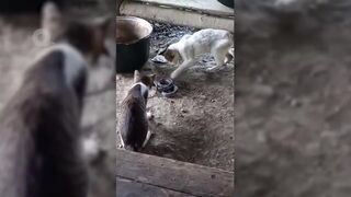 When Rattlesnake Attacks Cat..It Paid Heavy Price